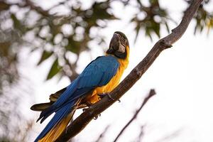 guacamayo azul y amarillo adulto foto