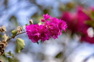 flores de plantas ornamentales foto