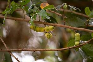 frutas de el árbol llamado inga foto