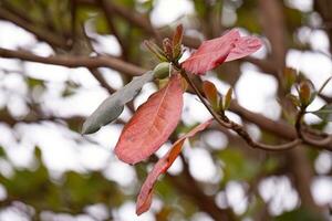 mar almendra árbol foto