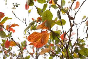 Sea Almond Tree photo