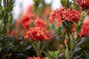 Red Jungle Flame Plant Flower photo