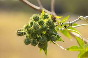 Green Castor Bean Plant photo