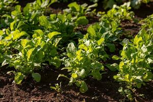 small vegetable plant in a vegetable garden photo