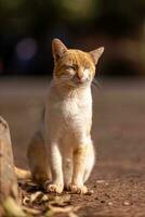 Small domestic cat photo