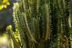 African Milk Weed Plant photo