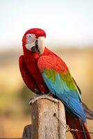 Adult Red and green Macaw photo