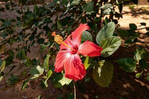 Red Hibiscuses Flower photo