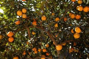 árbol frutal de rangpur foto