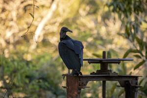 Animal Black Vulture photo