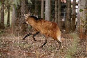 animal maned lobo foto