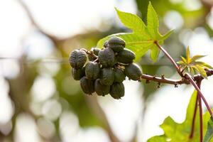 Green Castor Bean Plant photo