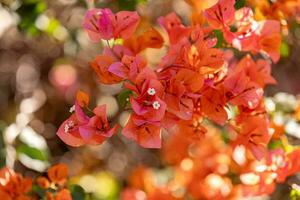 flores de plantas ornamentales foto