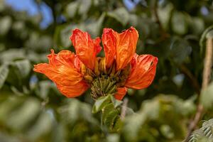 African Tulip Tree Flower photo