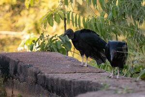 Animal Black Vulture photo