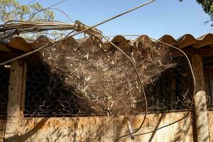 large spider web with dirt photo