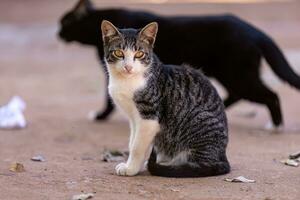 Small domestic cat photo