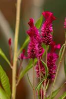 Quail Grass Flowering Plant photo