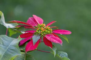 flor de pascua floración planta foto