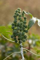 Green Castor Bean Plant photo