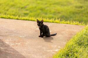 abandoned cat mammal feline animal photo