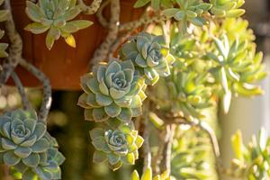 Stonecrop Succulent Plant photo