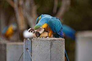 Adult Blue-and-yellow Macaw photo