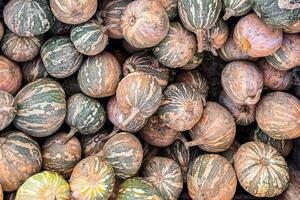 pumpkin fruit outdoor harvest different types pumpkin varieties food snack copy space food background rustic top view vegetarian vegan food photo