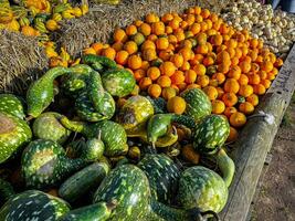 pumpkin varieties harvest different types and of pumpkin fresh food outdoor copy space food background rustic top view photo