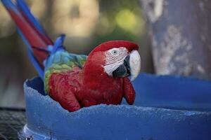 Adult Red and green Macaw photo