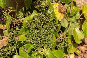 Possum Grape Fruiting Plant photo