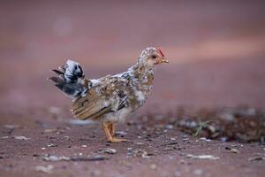 animal fowl chicken young hen photo