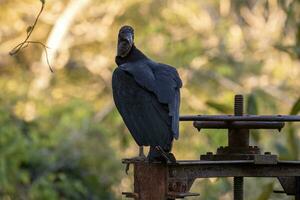 Animal Black Vulture photo