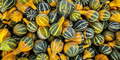 pumpkin fruit outdoor harvest different types pumpkin varieties food snack copy space food background rustic top view vegetarian vegan food photo