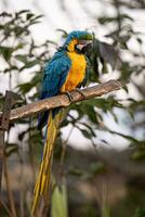 guacamayo azul y amarillo adulto foto