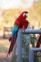 adulto rojo y verde guacamayo foto