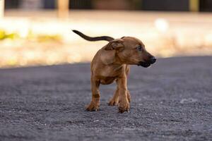 animal mamífero perro en el calle foto