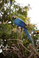 Adult Blue-and-yellow Macaw photo