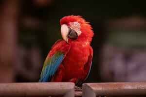 Adult Red and green Macaw photo