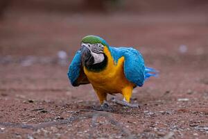 guacamayo azul y amarillo adulto foto