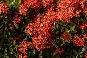 flor de planta de llama de selva roja foto