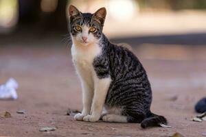 pequeño gato doméstico foto