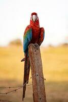 adulto rojo y verde guacamayo foto