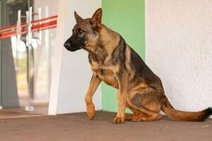 perro de alemán pastor raza foto