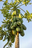 papaya tree with fruits photo