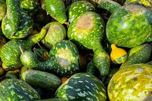 calabaza variedades cosecha diferente tipos y de calabaza Fresco comida al aire libre Copiar espacio comida antecedentes rústico parte superior ver foto