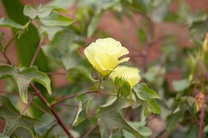 meseta algodón planta foto