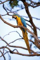 Adult Blue-and-yellow Macaw photo