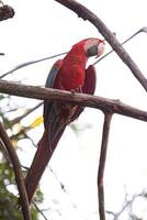 adulto rojo y verde guacamayo foto