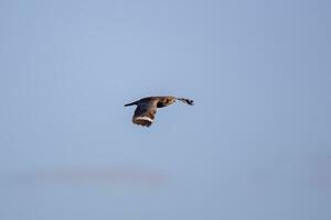 Animal Nacunda Nighthawk in fly photo